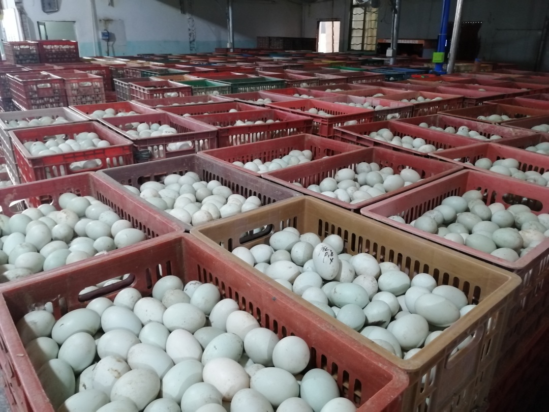 回味源高端定制咸蛋黄： 原料成本高企，去哪找合适的咸蛋黄？(图2)